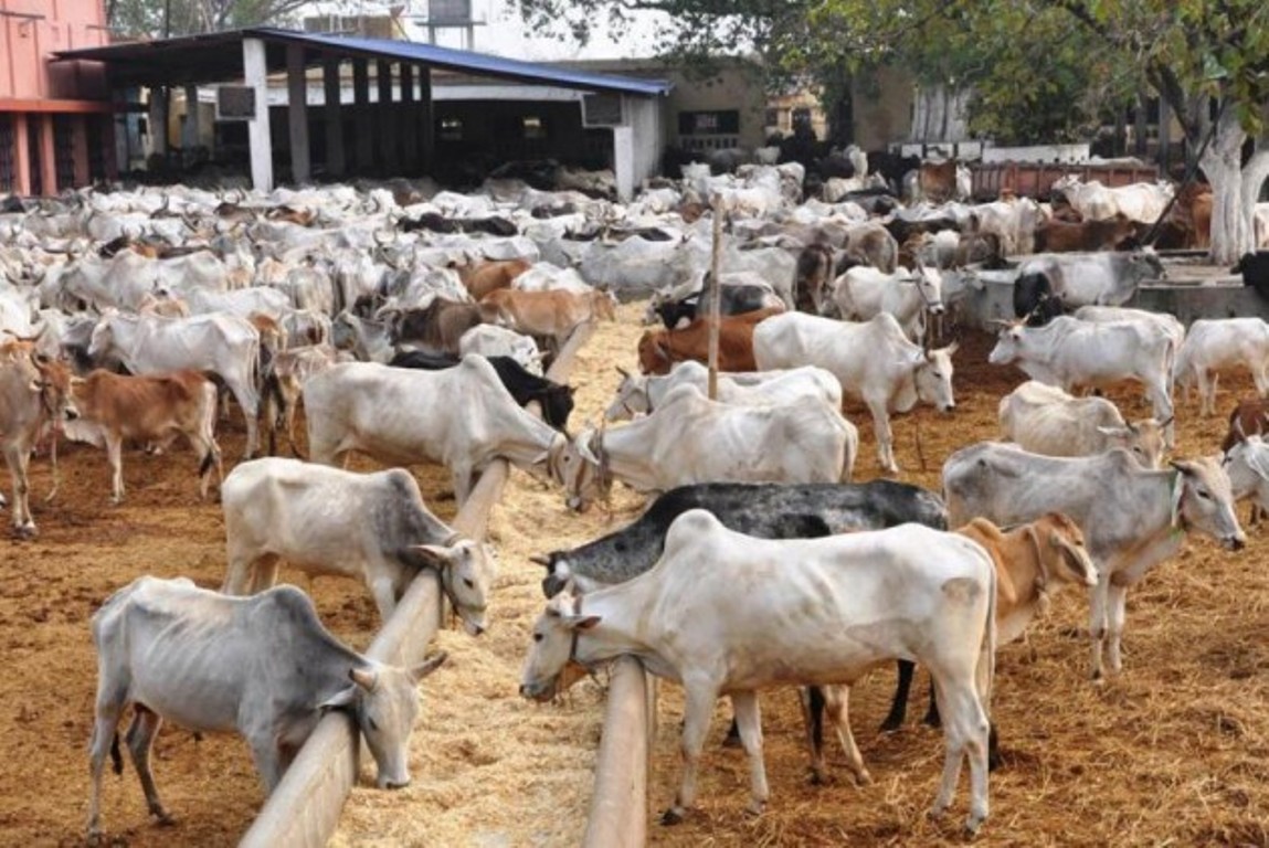 पालिकाको नयाँ काम, गाई संरक्षण गर्न गौशाला सञ्चालन