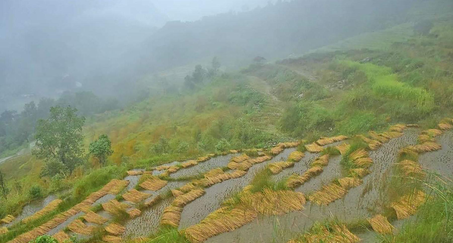 धानबाली नष्ट