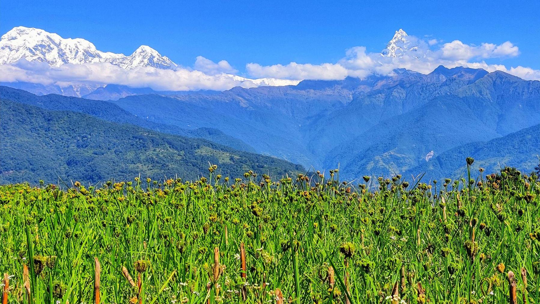 कोदोबाली