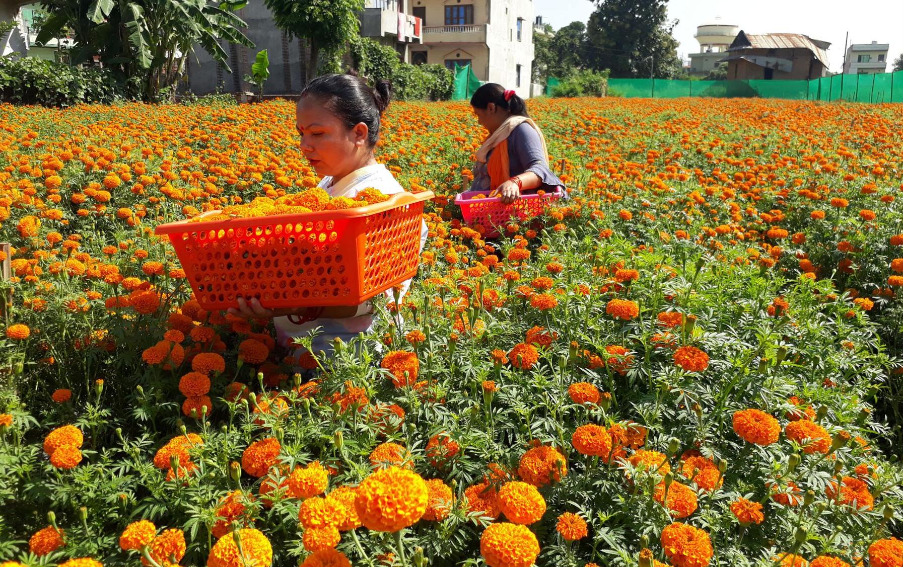 ढकमक्क फुलेको सयपत्री