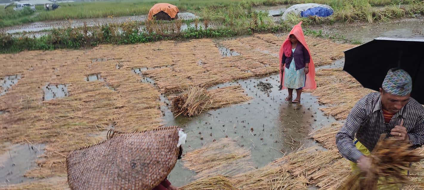 बेमौसमी वर्षा  : लुम्बिनीमा ३६ हजार ४ सय हेक्टर क्षेत्रफलको धानमा क्षति