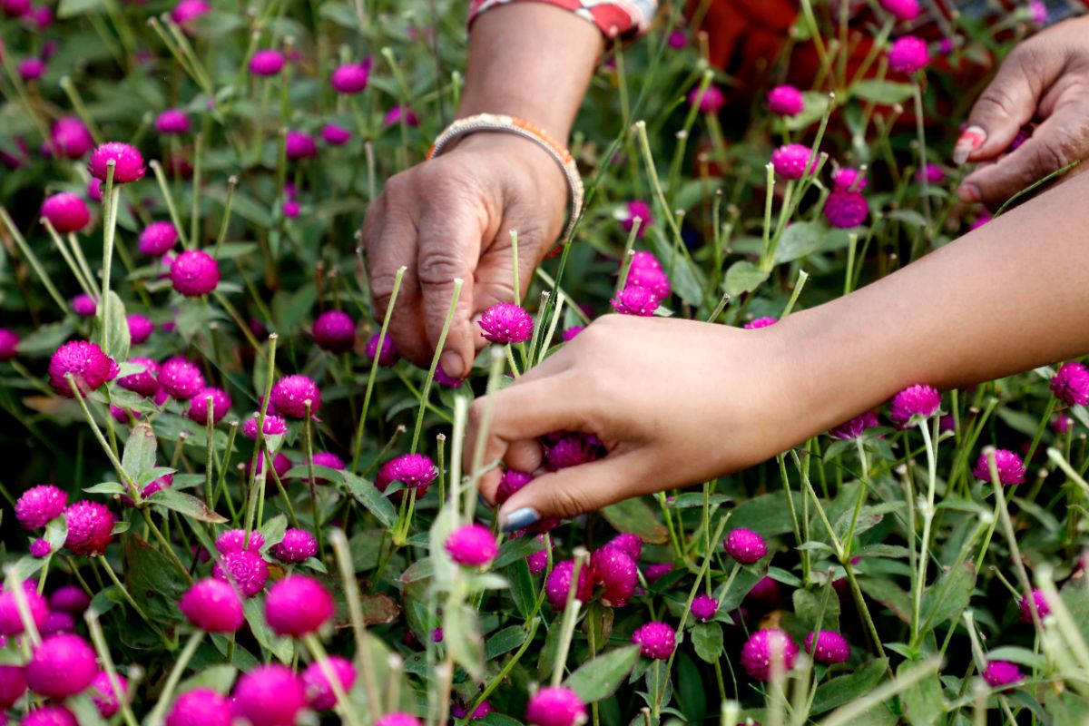 तिहारमा ५० करोडको फूल विक्री