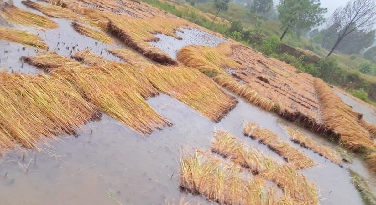 लुम्बिनीमा साढे चार अर्बकाे धानखेती नष्ट, राहतको पर्खाइमा किसान