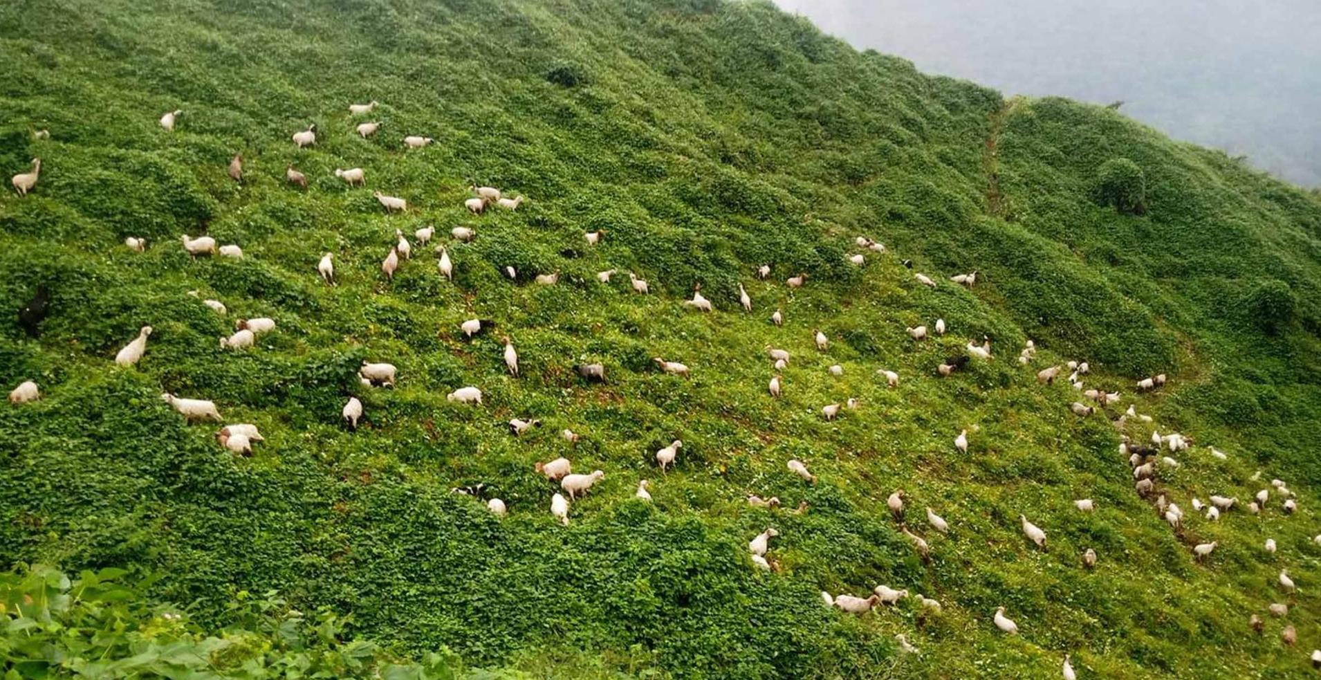 हिलेभित्ताको चरनखर्कमा एक बथान भेडा