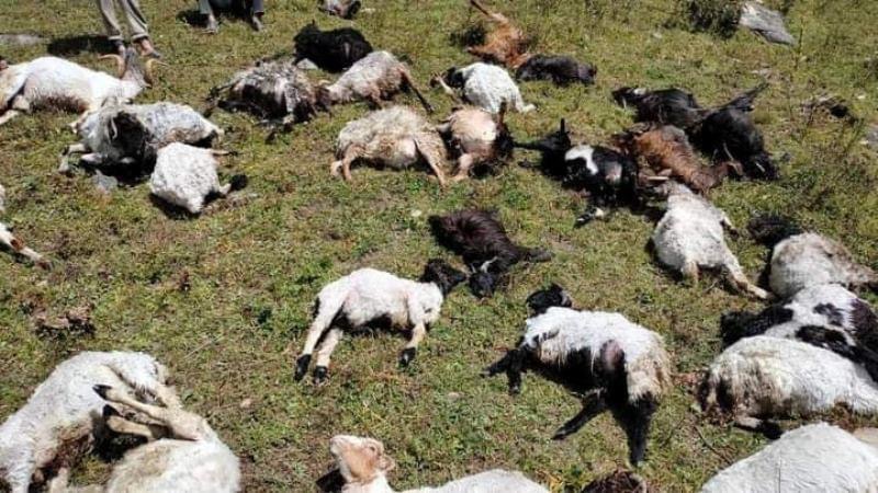 चट्याङ लागेर २ सय ५० भेडाबाख्रा मरे