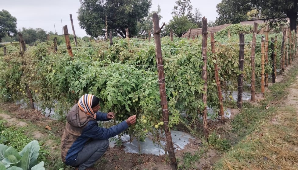 कपिलबस्तुका कृषकको चिन्ता : हिउँदे वर्षाले उत्पादनमा असर नगरोस्