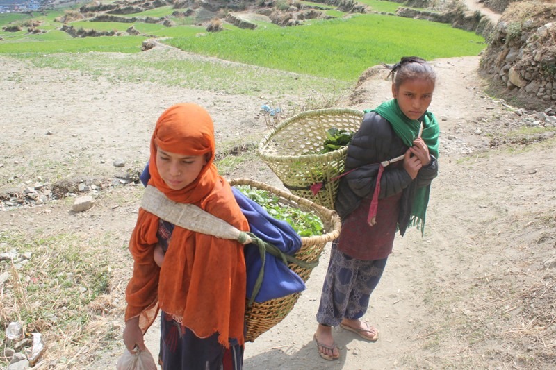 मुगुका विद्यार्थी साग बेचेर पढाइ खर्च जुटाउँदै