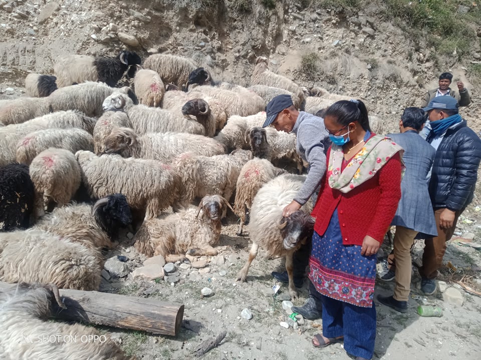 गोठालो भत्ता माग्दै भेडापालक किसान