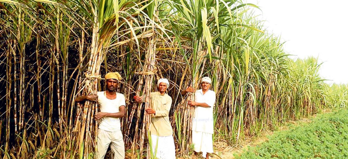 बीमा वापतको रकम प्राप्त गर्न नसक्दा दोहोरो मारमा किसान