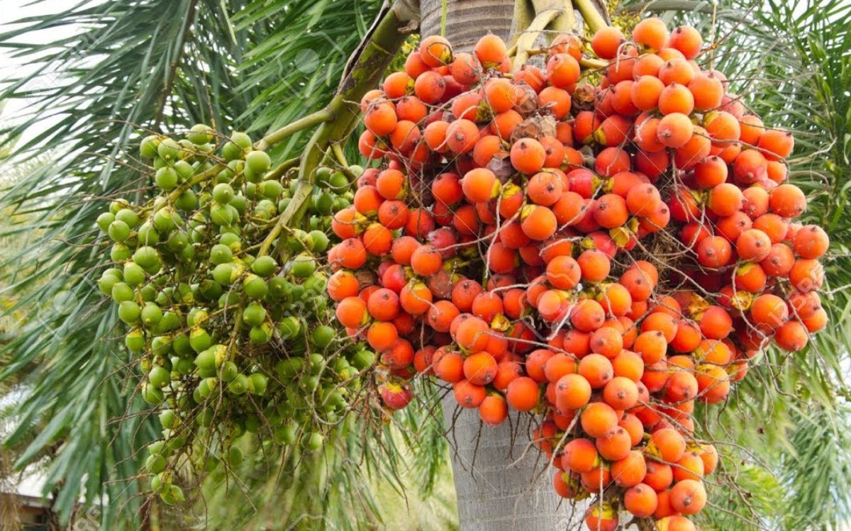 सरकारी अनुदानले सुपारी खेतीमा आकर्षण