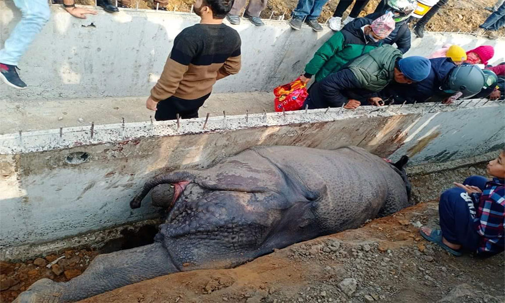 गैंडा मृत्यु प्रकरण :निकुञ्जद्दारा ठेकेदारविरुद्ध पक्राउ पुर्जी जारी