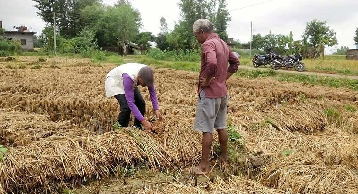 मन्त्रालयबीच समन्वय अभाव, किसानको राहत अन्योलमा