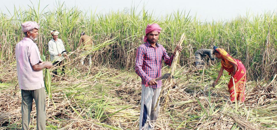 दशैँको मुखमा अनुदान रकम पाएपछि महोत्तरीका उखु किसान मक्ख