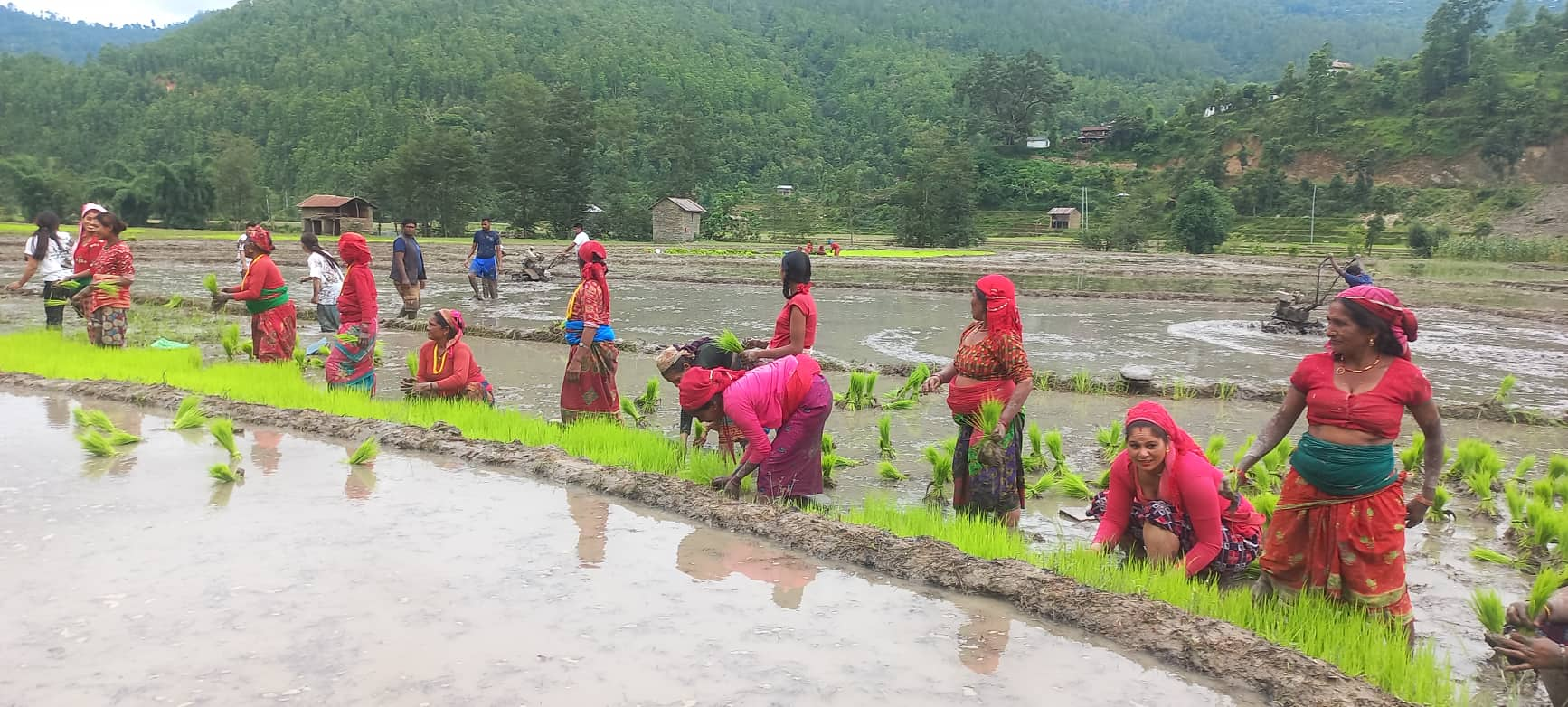 साउन दोस्रो सातासम्म ७७ प्रतिशत धान रोपाइँ