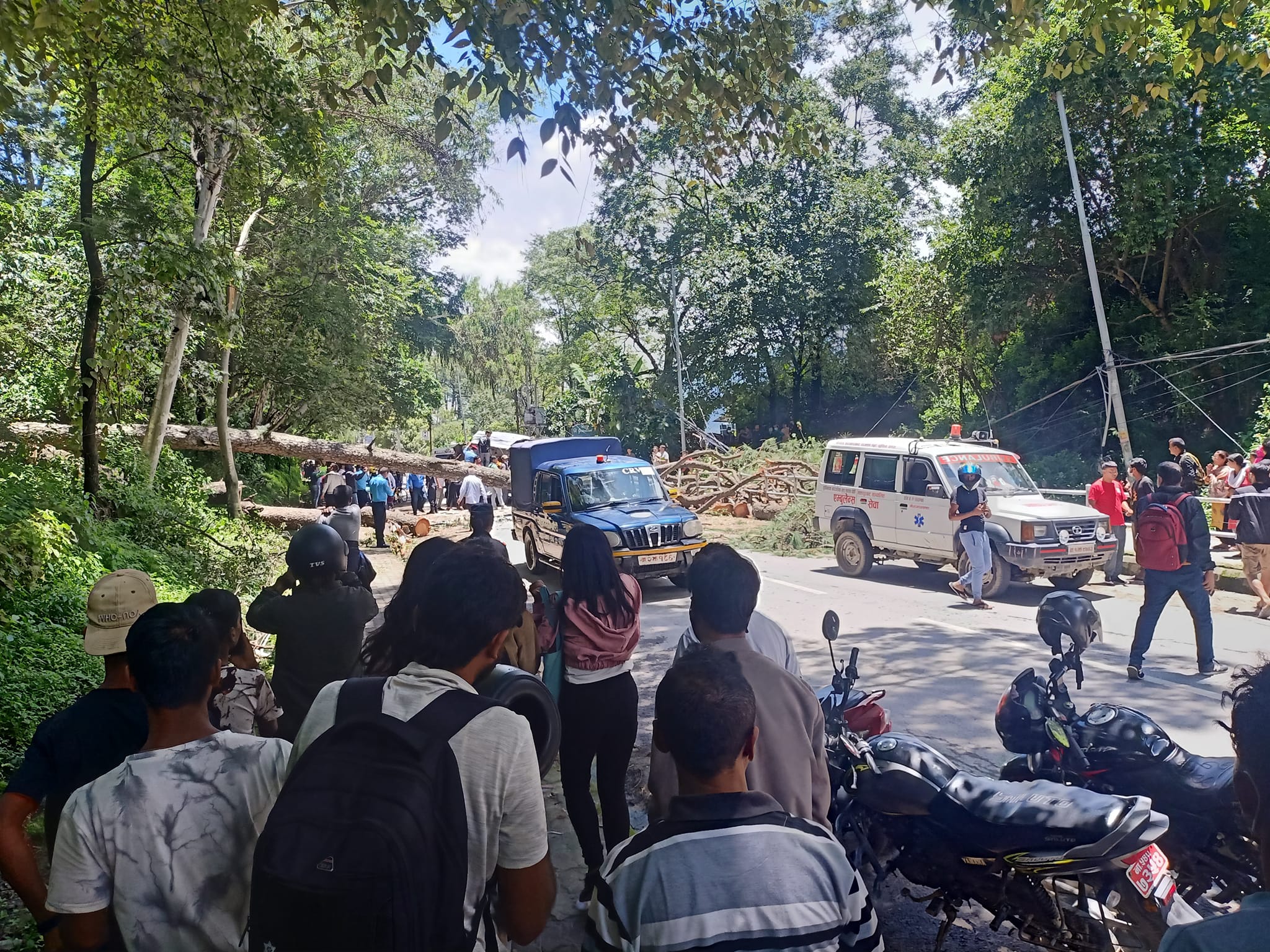 सडक छेउको रुख ढलेर किच्दा तीन जनाको मृत्यु, दर्जनभन्दा बढी घाइते