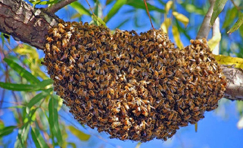 लुम्बिनीको दाङमा माहुरी टोकेर एक जनाको मृत्यु