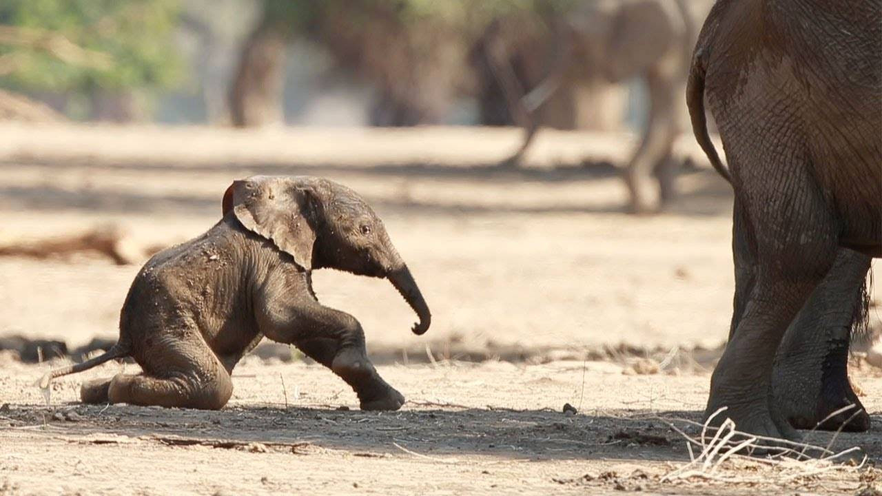 सरस्वती कली र लोकतन्त्र कलीले बच्चा जन्माइन्