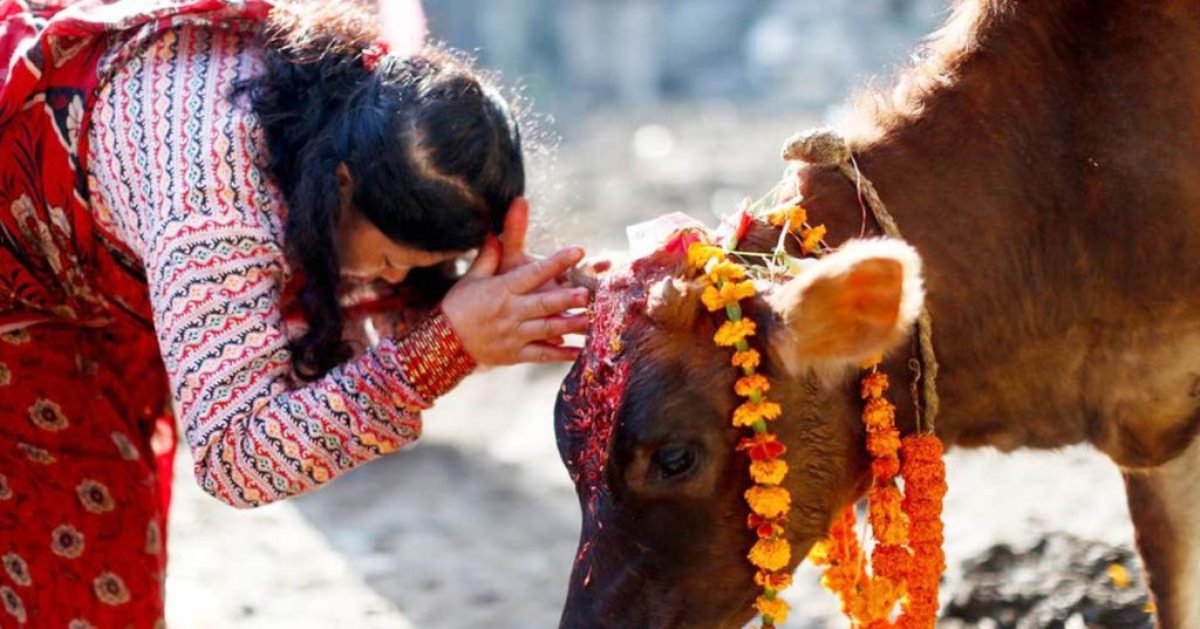 कार्तिक शुक्ल प्रतिपदा : विधिपूर्वक गरियो गाई पूजा