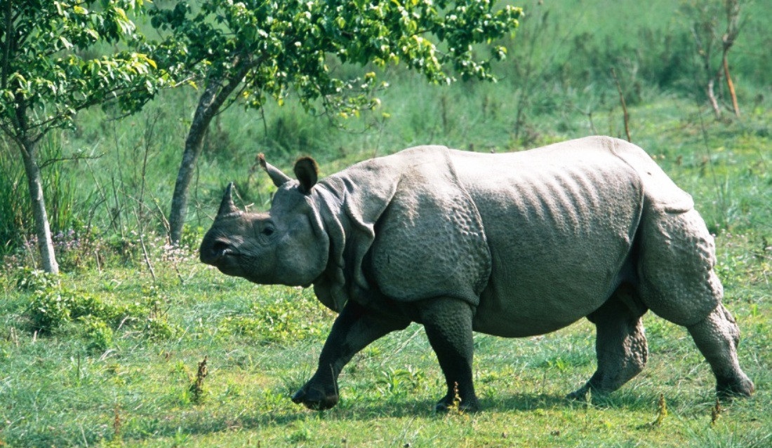 गैँडा संरक्षणसम्बन्धी अन्तर्राष्ट्रिय छलफल चितवनमा