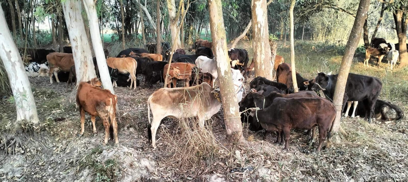 भारत पठाउन लागेको ४८ वटा गाई गोरु प्रहरीको नियन्त्रणमा