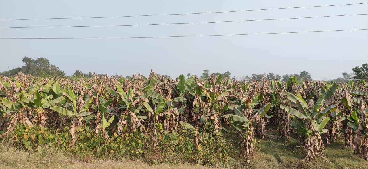 रोग लागेर केराको बोट सुक्न थालेपछि निजगढका किसान चिन्तित्