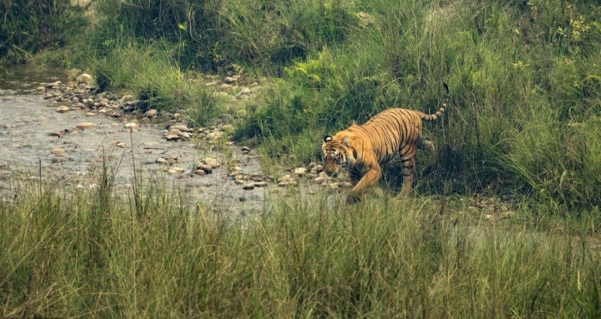 दाङमा बाघको आक्रमणबाट तीन महिला घाइते