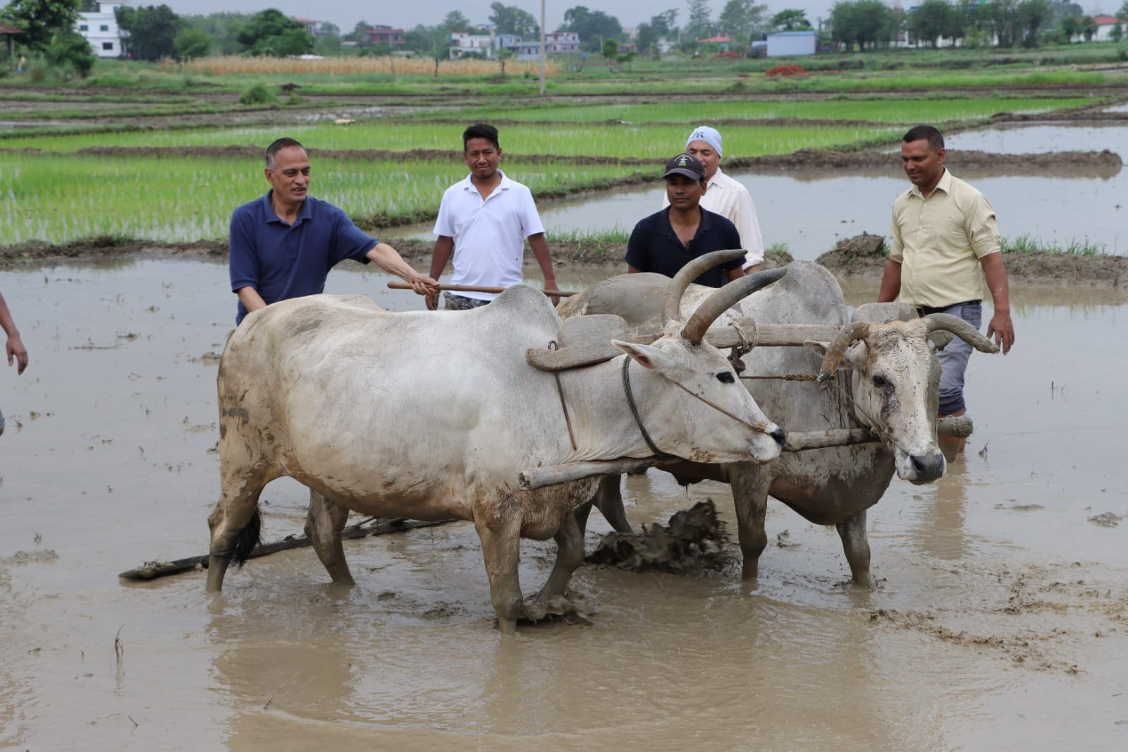 बुटवलमा धान रोपाई (फोटोफिचर)