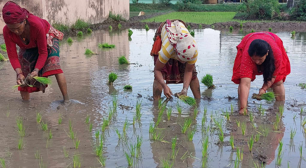 लुम्बिनीमा मध्ये असारसम्म ११ प्रतिशत रोपाई : मौसमले साथ नदिँदा उत्पादनमा गिरावट आउने चिन्ता
