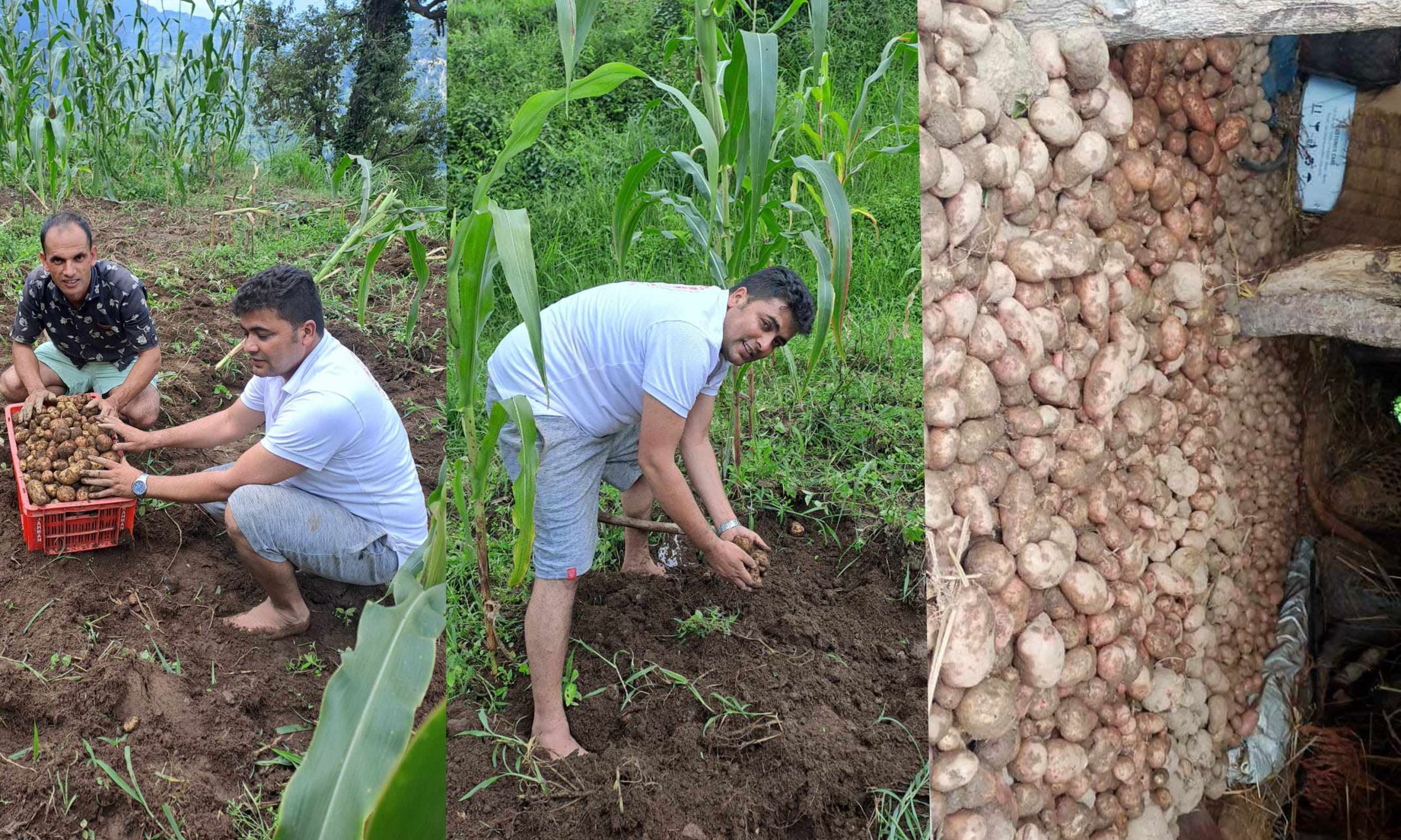 पौरखी गुल्मी मालिकाका अध्यक्ष: जसले हजारौं क्विन्टल आलु फलाउँछन्