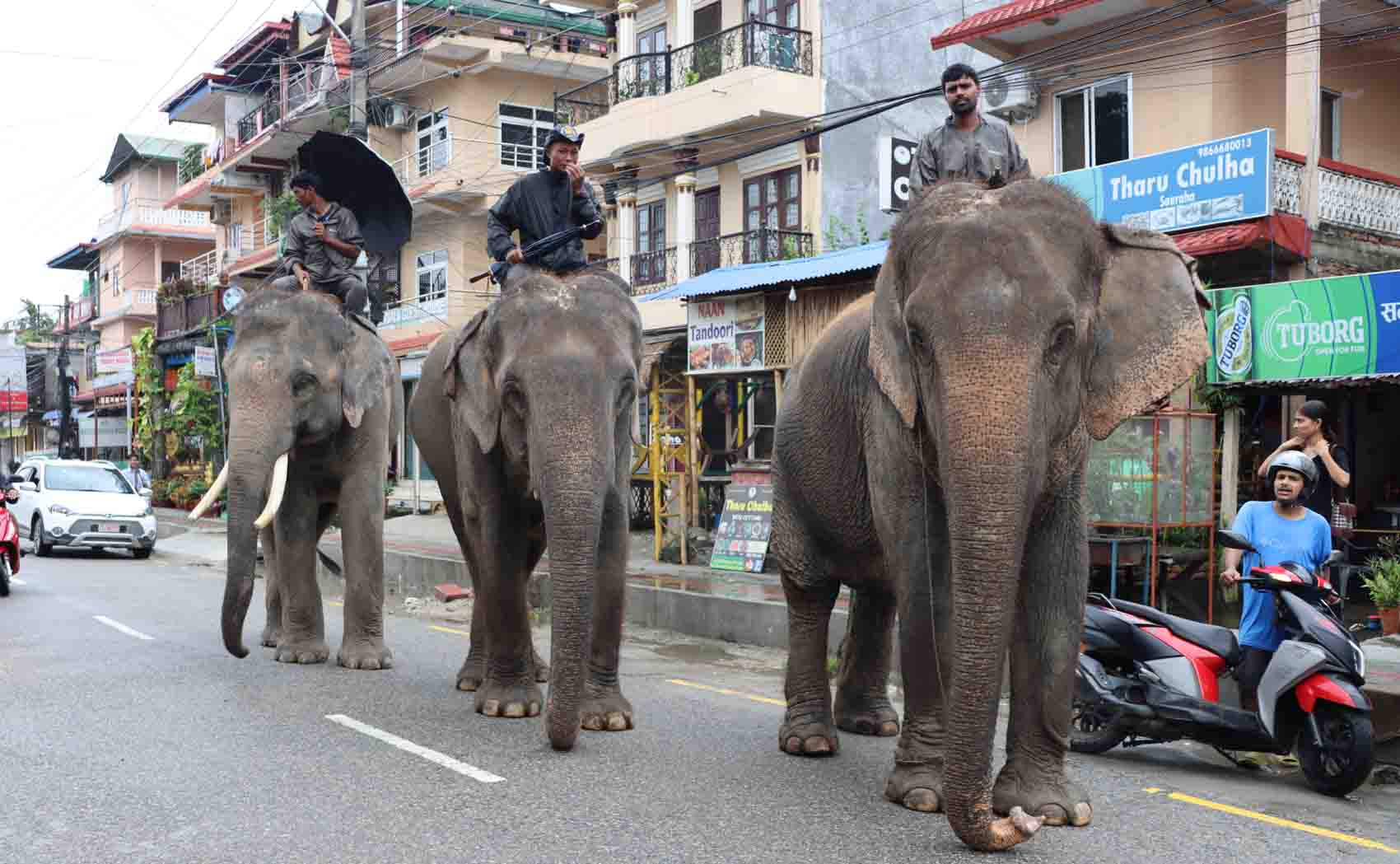 पर्यटक नहुँदा हात्ती सफारी सङ्कटमा