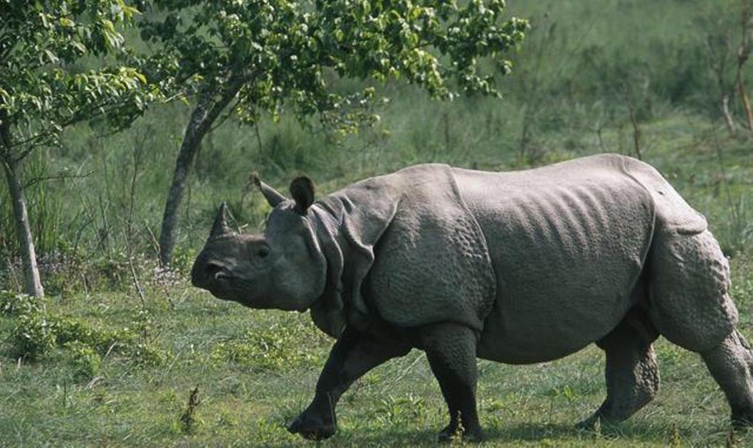 कोसी टप्पुमा पठाइए पुष्पा र अञ्जली