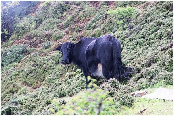 सन्दकपुरमा व्यावसायिकरुपमा चौँरीपालन