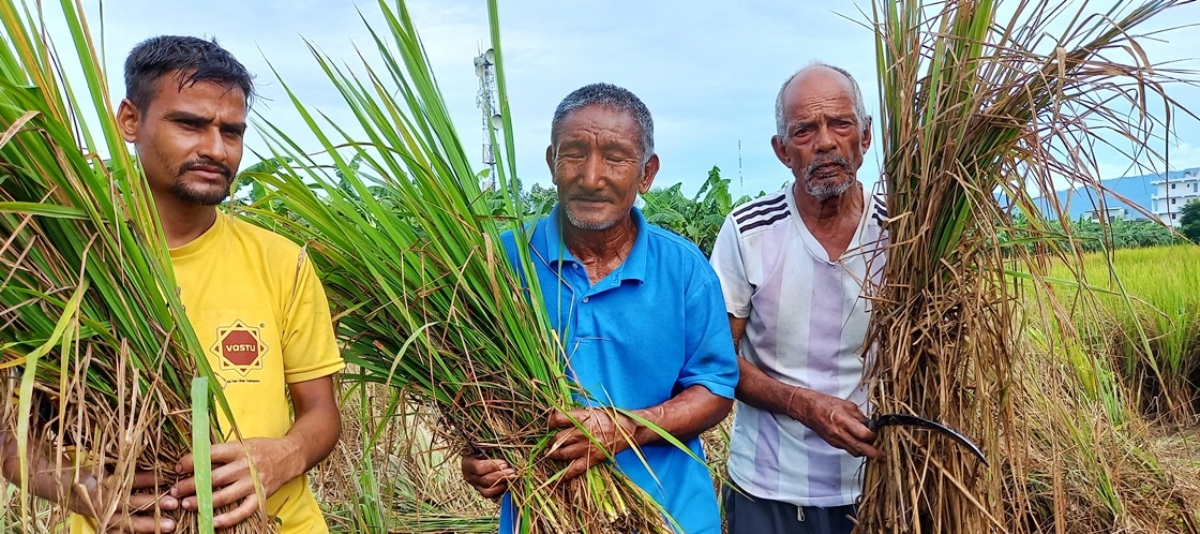 डेल्टा रानी जातकाे धान फल्दै नफली सुक्न थाले, निजगढका किसानले लगाए आगो