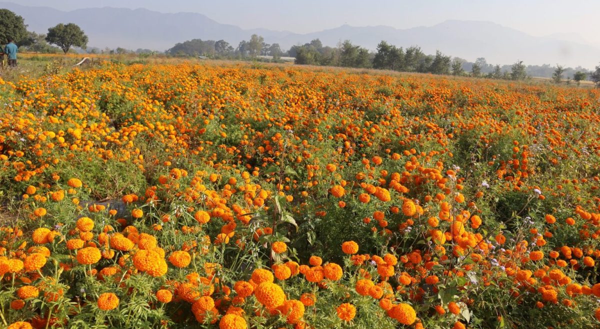 दाङमा स्थानीय सरकारद्वारा प्लाष्टिकजन्य फूल बिक्रीमा रोक, कृषक खुशी