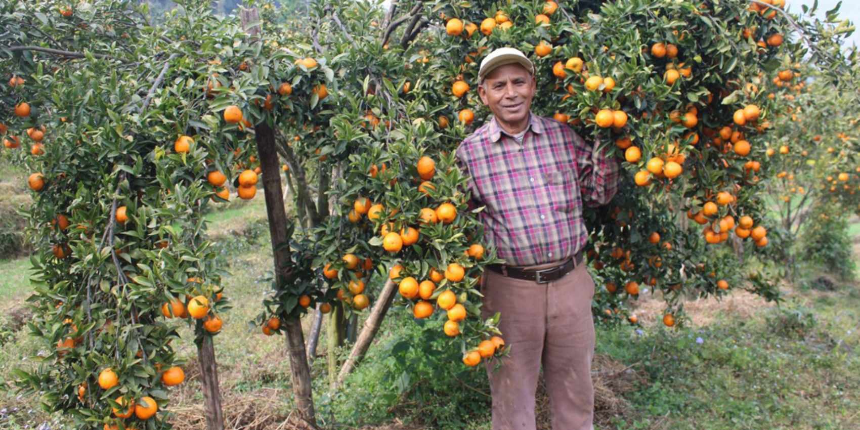 शिक्षणबाट अवकाशपछि सुन्तलाखेतीमा : बर्सेनि पाँच लाख कमाइ