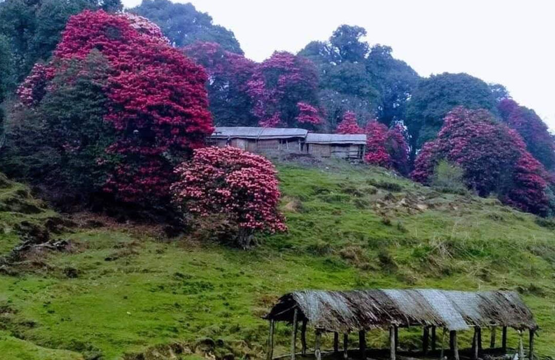 समय अगावै फुल्दै लालीगुराँस, लोप हुँदै पैयुँ